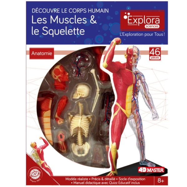 Anatomie squelette et muscles