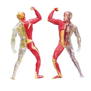 Anatomie squelette et muscles