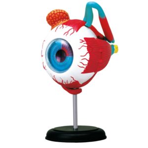 anatomie de l’œil